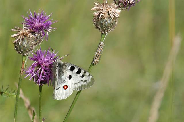 Parnassius apollo